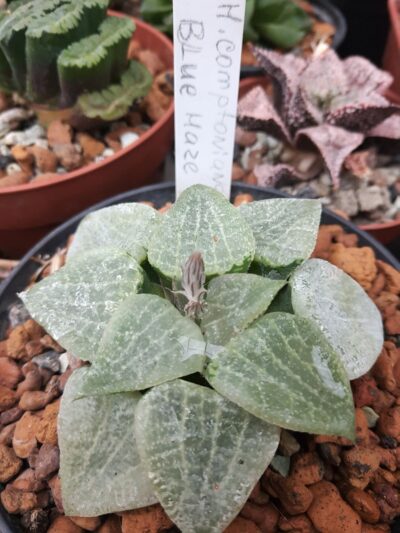 Haworthia comptoniana 'Blue Haze'