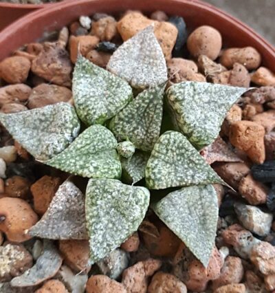 Haworthia cv. Star Wars