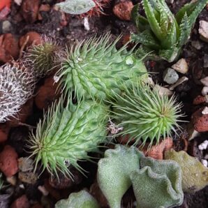 Huernia pilansii