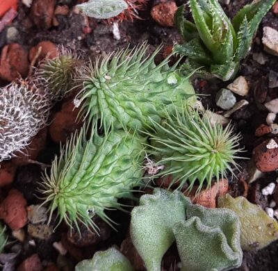 Huernia pilansii