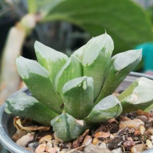 Haworthia hibr. Ice City