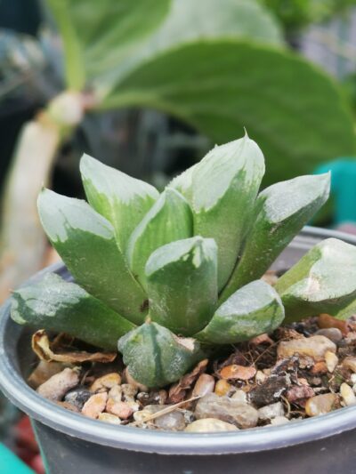 Haworthia hibr. Ice City