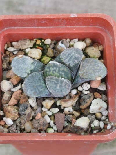 Haworthia groenewaldii