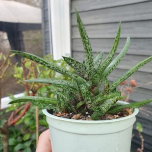 Gasteria bicolor var.liliputana