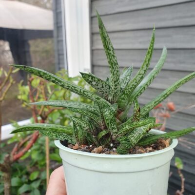 Gasteria bicolor var.liliputana