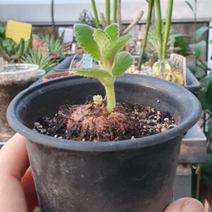Sinningia cooperi