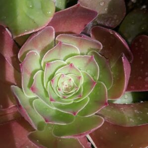 Aeonium Halloween(syn. Madeira rose) зрізи