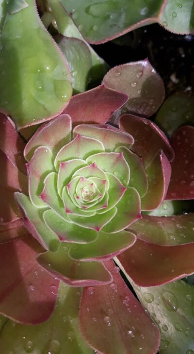 Aeonium Halloween(syn. Madeira rose) зрізи