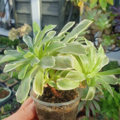 Aeonium Ballerina variegata - Зображення 2