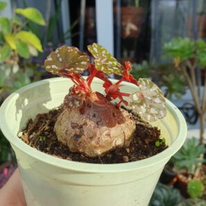Begonia dregei