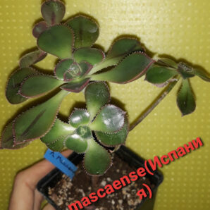 aeonium mascaense іспанського походження зріз