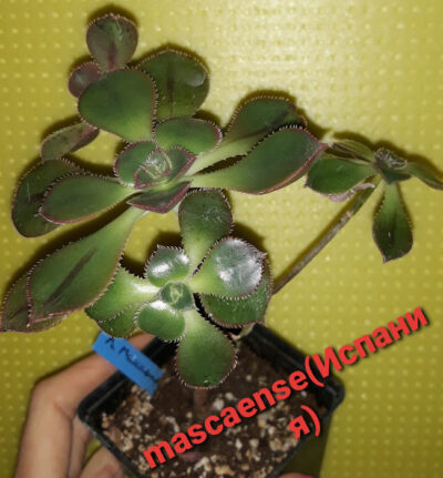 aeonium mascaense іспанського походження зріз