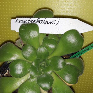 Aeonium sanctisebastianii(saundersii x canariense subplanum) зріз