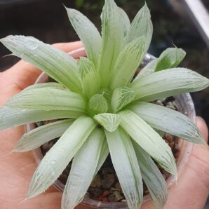 Haworthia cooperi variegata