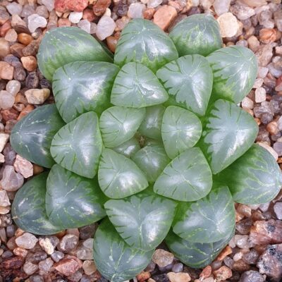 Haworthia cooperi
