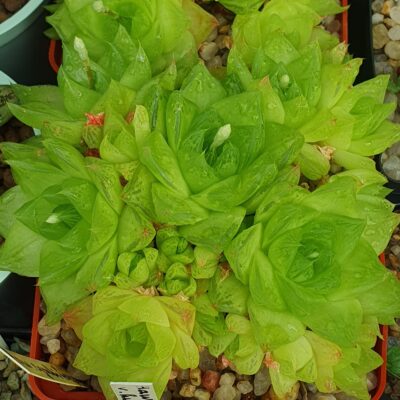 Haworthia cymbiformis