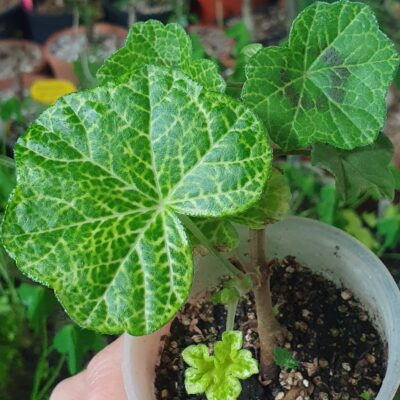 Pelargonium Crocodile
