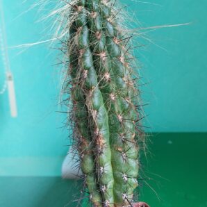 Oreocereus hendrexianus v.densilatus
