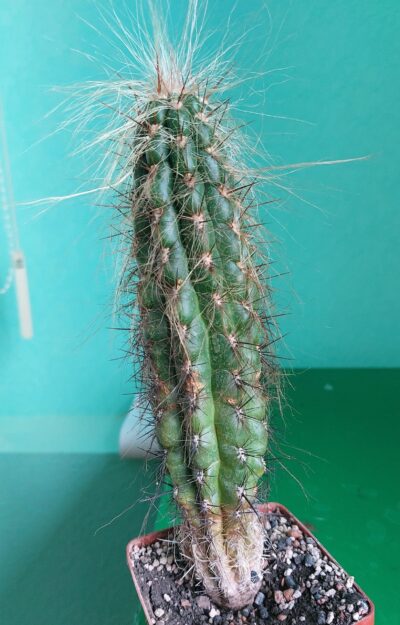 Oreocereus hendrexianus v.densilatus