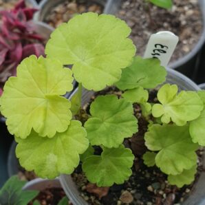 Pelargonium Elsmett | 79