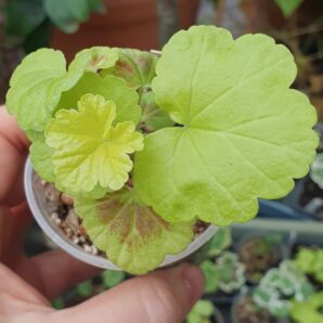 Pelargonium South African Sun | 76