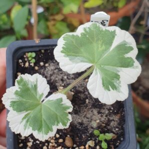 Pelargonium Caroline Shmidt | 82
