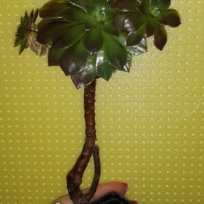 Aeonium 'Bing Thing' на 3 головы