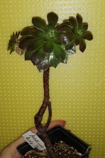 Aeonium 'Bing Thing' на 3 головы