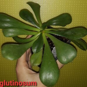 Aeonium Glutinosum