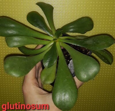 Aeonium Glutinosum