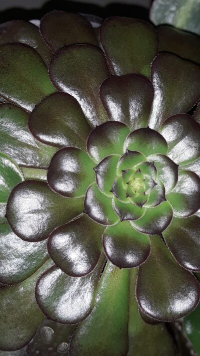 Aeonium 'Bronze Tea Cup' великий красень - Зображення 2