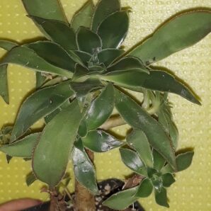 aeonium leucoblepharum sicily form зріз