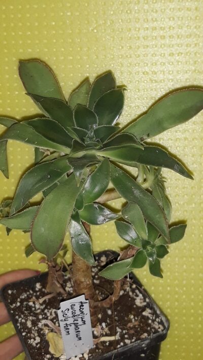 aeonium leucoblepharum sicily form зріз
