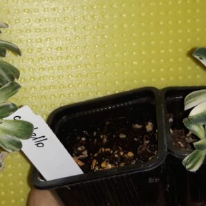 Aeonium castello-paivae f. variegata горщик 7см