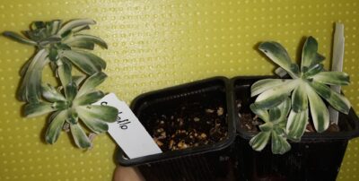 Aeonium castello-paivae f. variegata горщик 7см