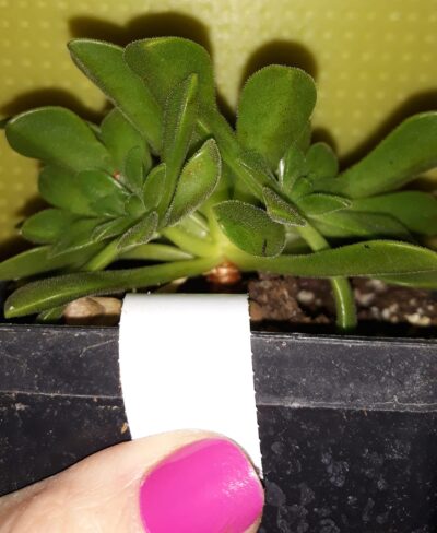 Aeonium 'Cupcake' зрізи - Зображення 2