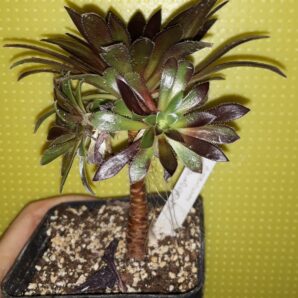 Aeonium Torchbearer зрізи