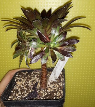 Aeonium Torchbearer зрізи