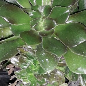 aeonium Halloween/Velour? cristata зрізи