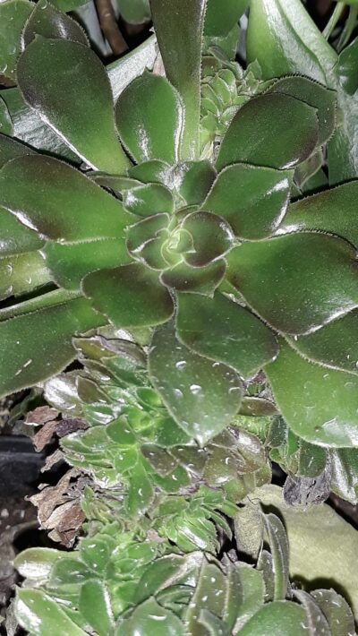 aeonium Halloween/Velour? cristata зрізи