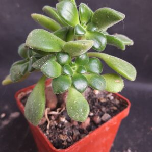 Aeonium Lindleyi