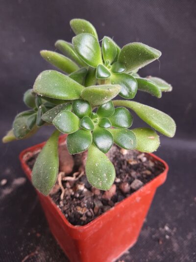 Aeonium Lindleyi