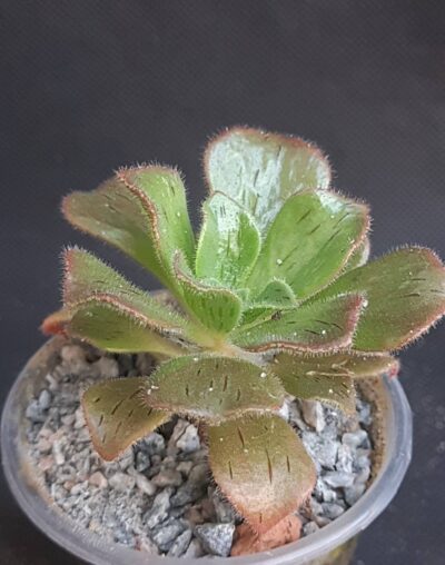Aeonium Smithii