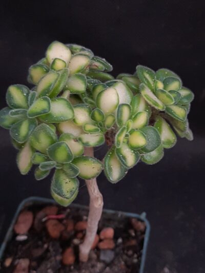 Aeonium spathulatum variegated