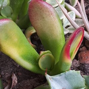 Crassula ovata Hobbit variegata