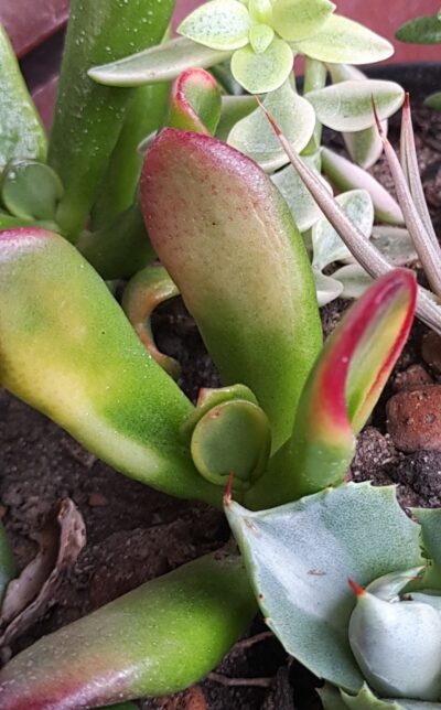 Crassula ovata Hobbit variegata