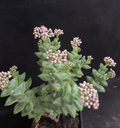 Crassula perforata