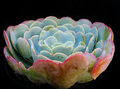 Echeveria Love’s Light - Зображення 2