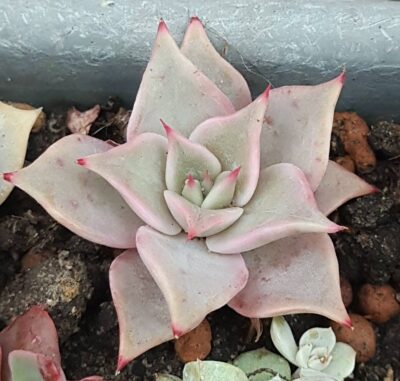 Echeveria Madiba