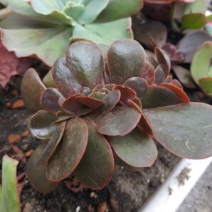 Echeveria Red Ball cristata
